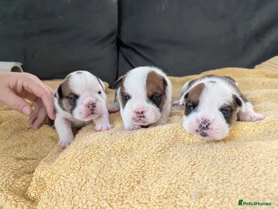 English Bulldog dogs for sale: ✨ CHAMPION SIRED BULLDOG PUPPIES AVAILABLE 🚨🏆 - Advert 27