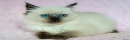 Ragdoll cats for sale: Stunning Ragdolls Ready Now. - Advert 3