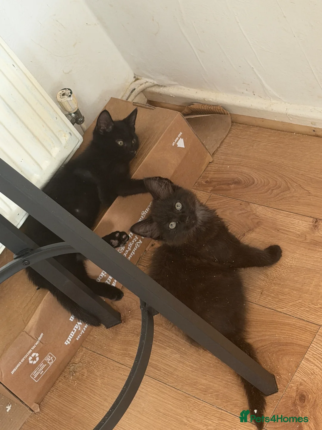 Domestic Shorthair cats for sale: 3 adorable babies are looking for home - Advert 2