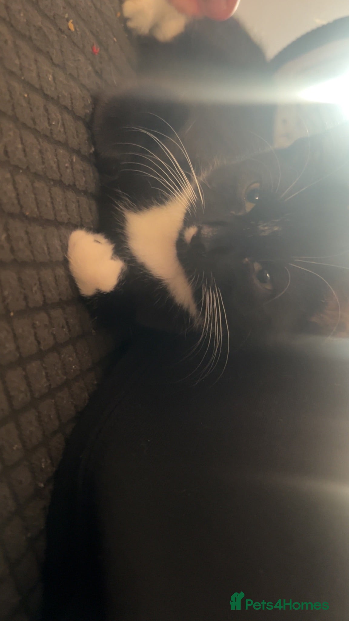 Mixed Breed cats Kitten - Advert 1