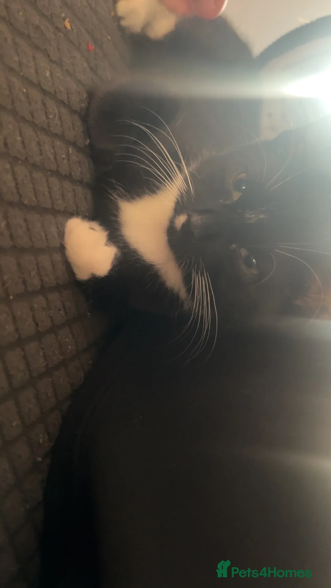 Mixed Breed cats for sale: Kitten - Advert 1