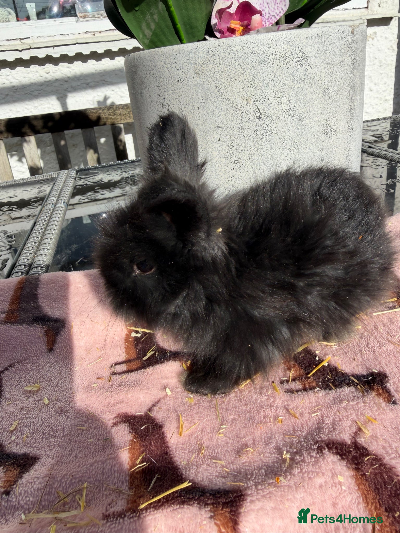 Angora rabbits for sale: Angora buns - Advert 9