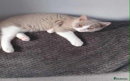 British Shorthair cats for sale: quality kittens gccf registered - Image 18