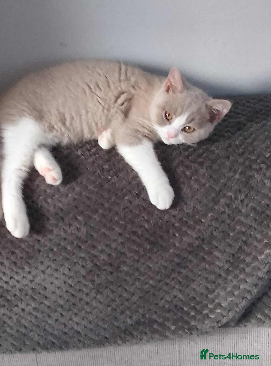 British Shorthair cats for sale: quality kittens gccf registered - Image 18