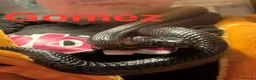 Snake reptiles for sale: Royal pythons, corns & Mexican king black snakes  - Advert 6