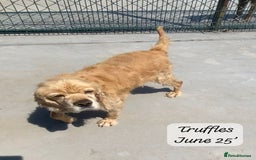 Cocker Spaniel dogs for adoption: Truffles, 10+ yrs. Available for adoption. - Image 1