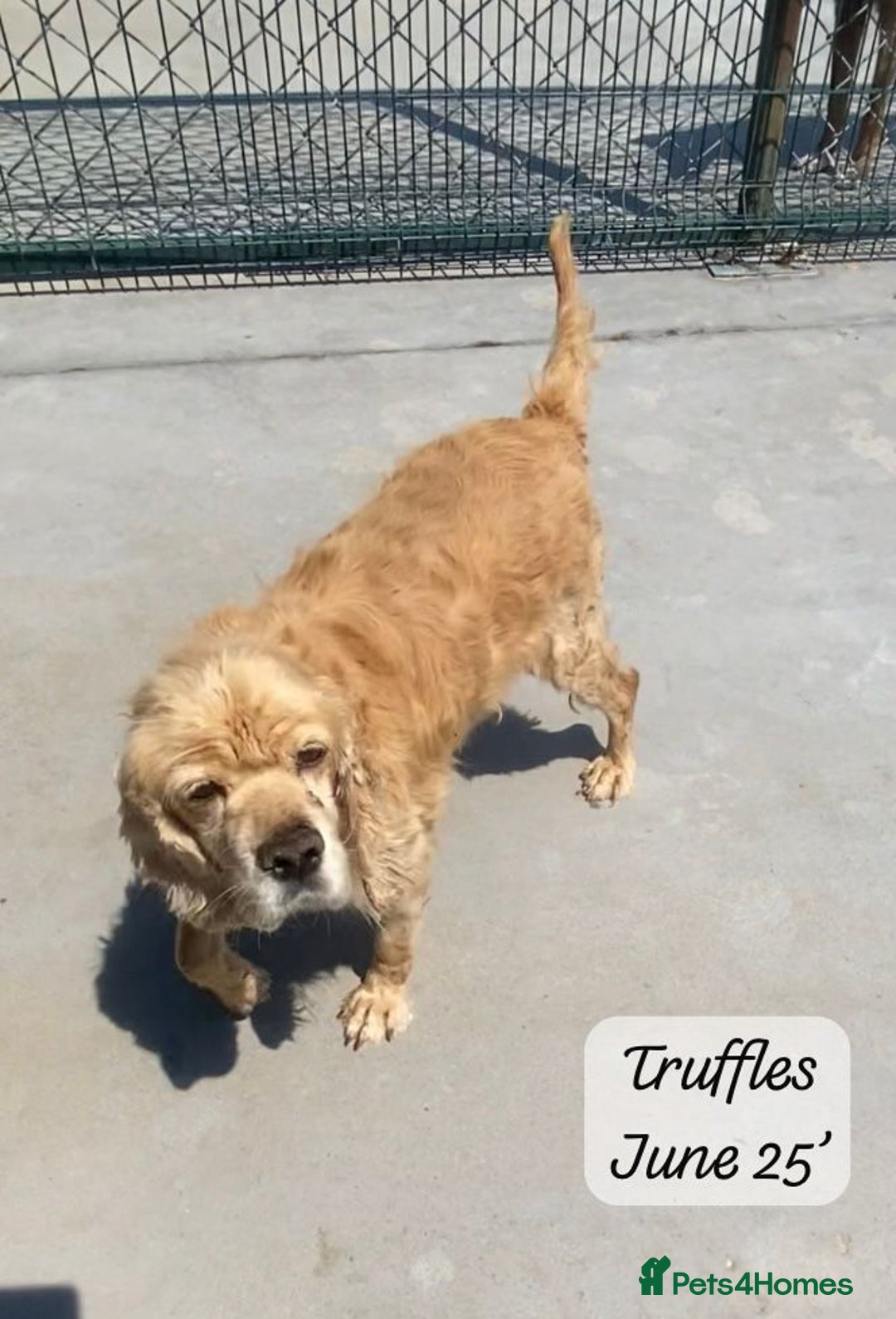 Cocker Spaniel dogs for adoption: Truffles, 10+ yrs. Available for adoption. - Image 1