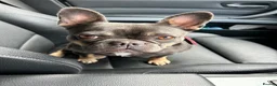 French Bulldog dogs for sale: This is Dolly-May - Advert 8
