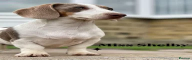 Miniature Dachshund 1