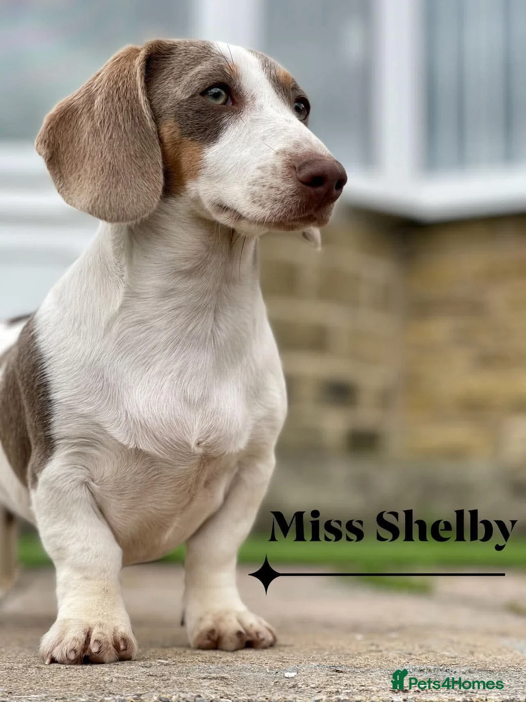 Miniature Dachshund dogs for sale: Adults females miniature dachshunds  - Advert 2