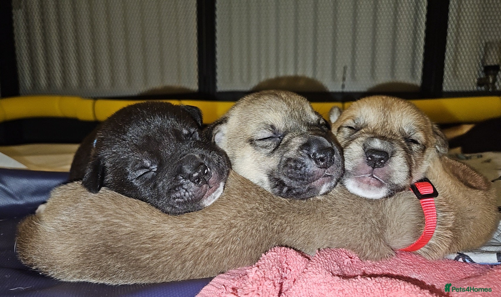 Mixed Breed dogs Beautiful Mix, Husky/Corso X Akita/Staff Aprox35kg - Advert 2