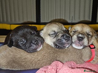 Mixed Breed dogs Beautiful Mix, Husky/Corso X Akita/Staff Aprox35kg - Advert 9