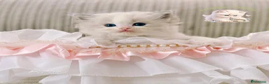 Ragdoll 1