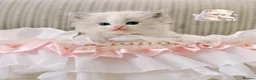 Ragdoll cats for sale: Blue Tabby mitted  - Advert 5