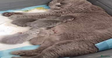 Scottish Fold cats - Advert 6
