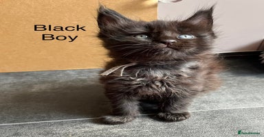 Maine Coon cats - Advert 15