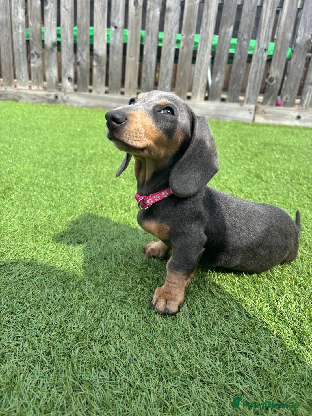 Miniature Dachshund dogs for sale: Miniature daschund  - Advert 3