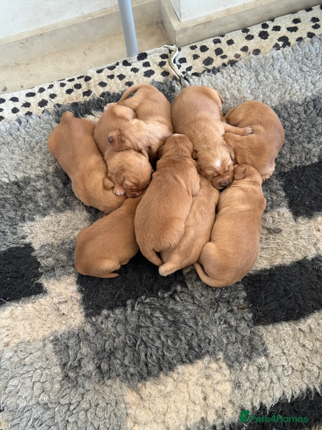 Golden Retriever dogs for sale: Beautiful, KC registered  Golden Retriever puppies - Advert 3