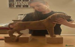 Hungarian Vizsla dogs for sale: CHAMPION BRED KC HUNGARIAN VIZSLAS - Image 7