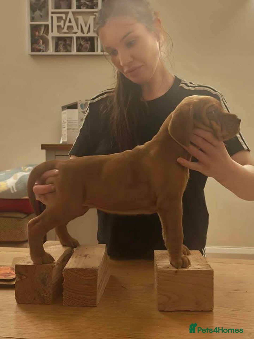 Hungarian Vizsla dogs for sale: CHAMPION BRED KC HUNGARIAN VIZSLAS - Image 7