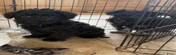 Miniature Schnauzer dogs for sale: Miniature schnauzer pups - Advert 4