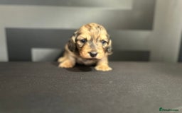 Dachshund dogs for sale:  KC Registered mini long hair Dachshund Puppies  - Image 1