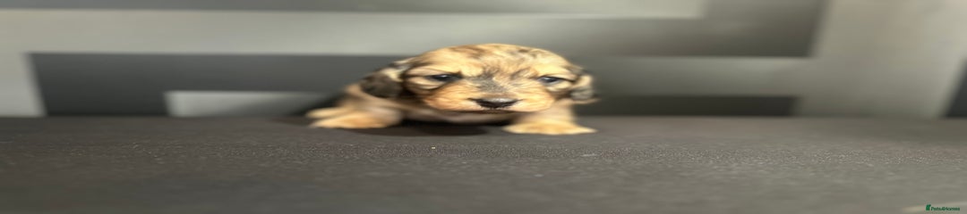 Dachshund Puppy 1