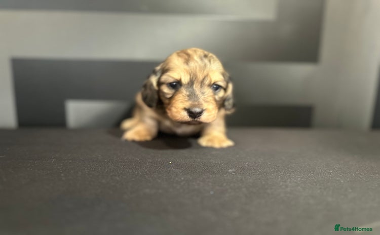 Dachshund dogs - Advert 2