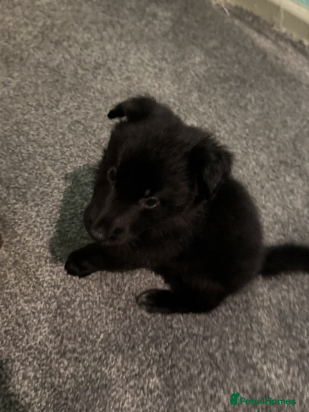 Shepsky dogs for sale: Shepski pups - Advert 23