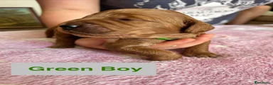 Green Boy