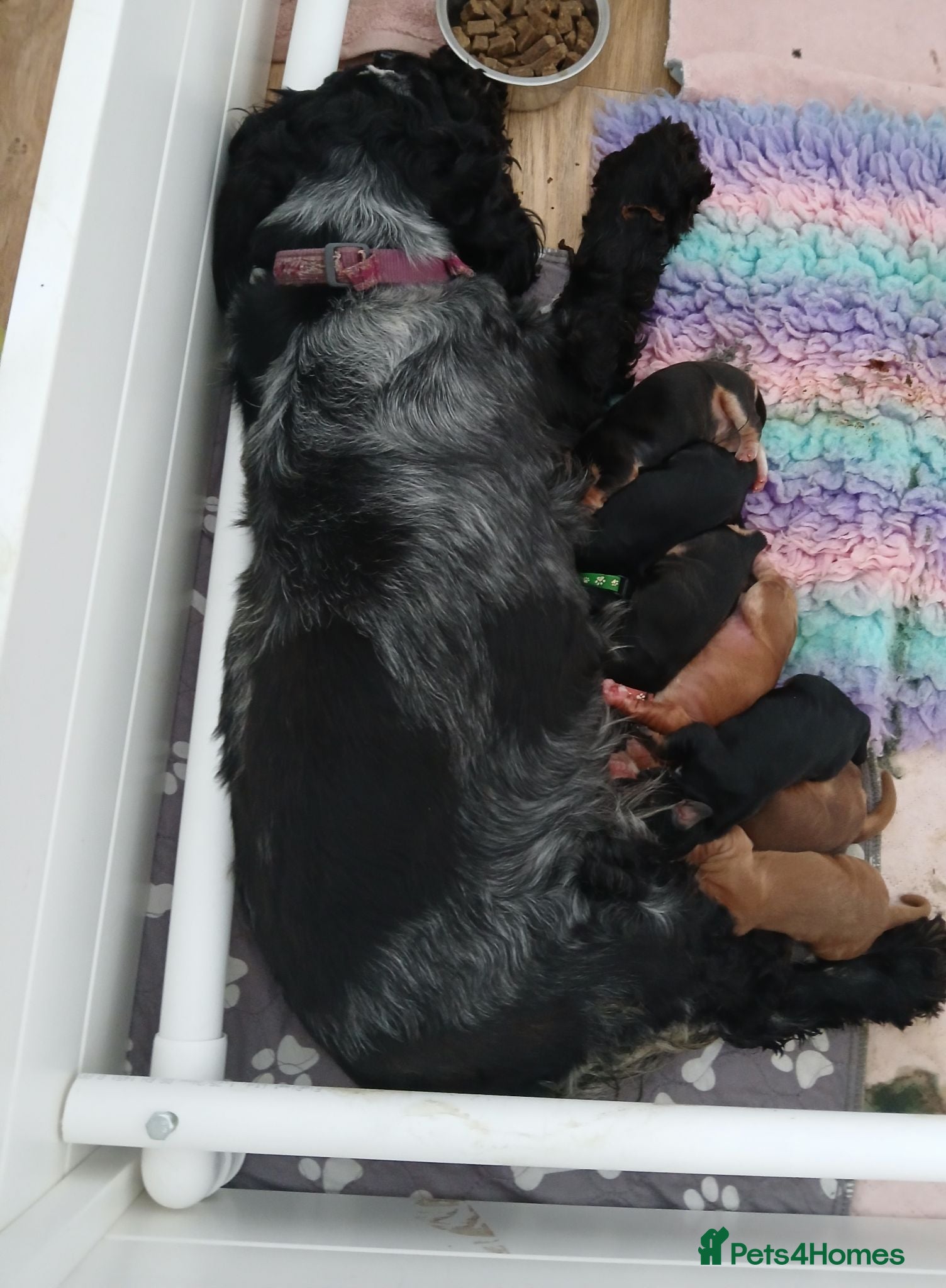 Cocker Spaniel dogs KC REG SHOW TYPE COCKER SPANIELS. - Advert 2