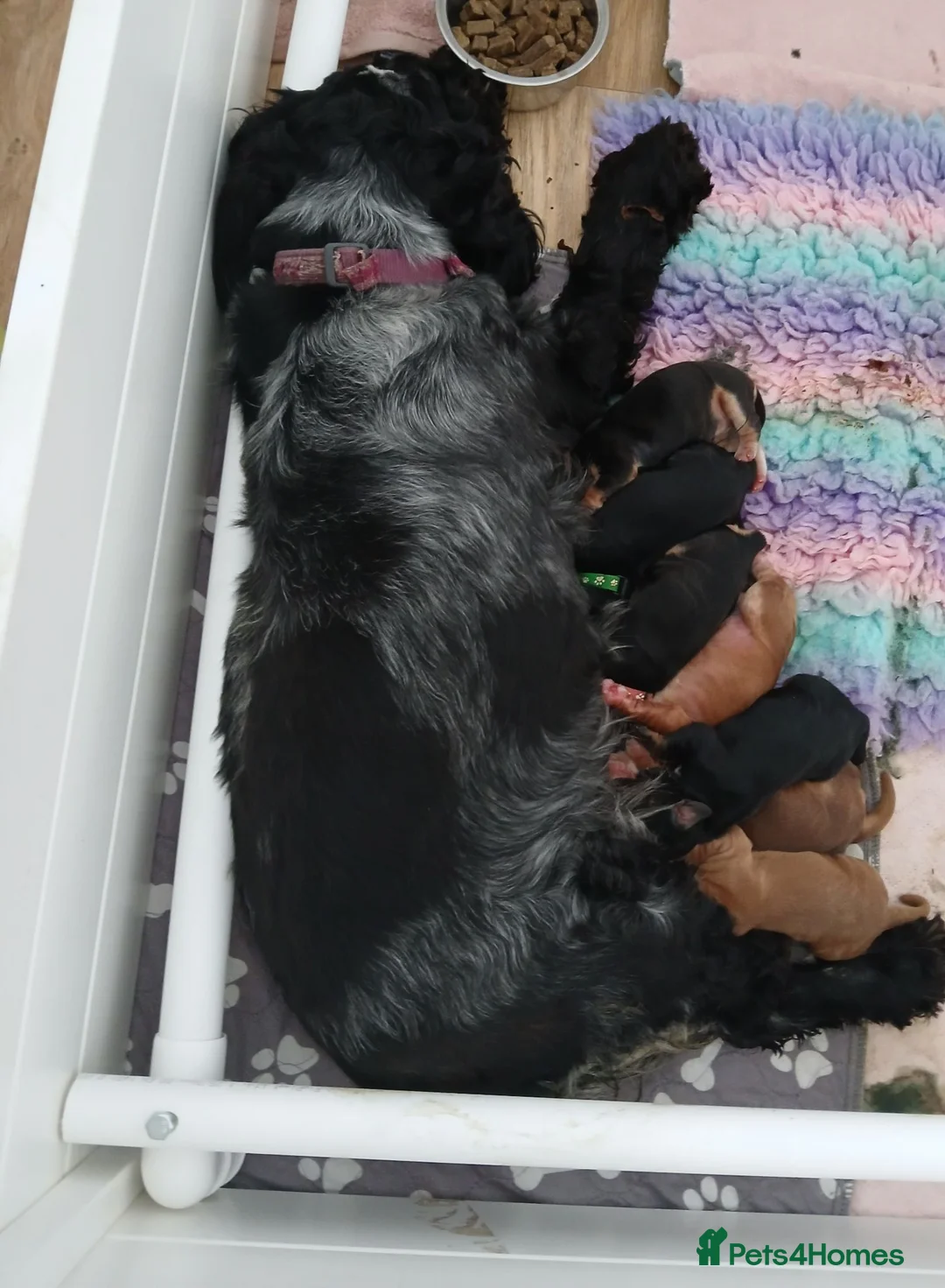 Cocker Spaniel dogs for sale: KC REG SHOW TYPE COCKER SPANIELS. - Advert 2