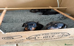 Miniature Dachshund dogs for sale: Beautiful Home Reared KC Reg Mini Daschunds - Image 10