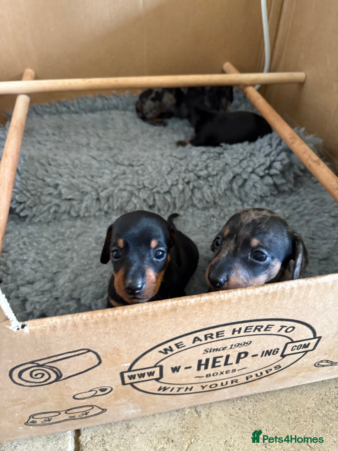 Miniature Dachshund dogs for sale: Beautiful Home Reared KC Reg Mini Daschunds - Image 10