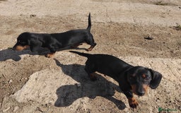 Miniature Dachshund dogs for sale: Kc reg Miniature dachshunds - Image 8