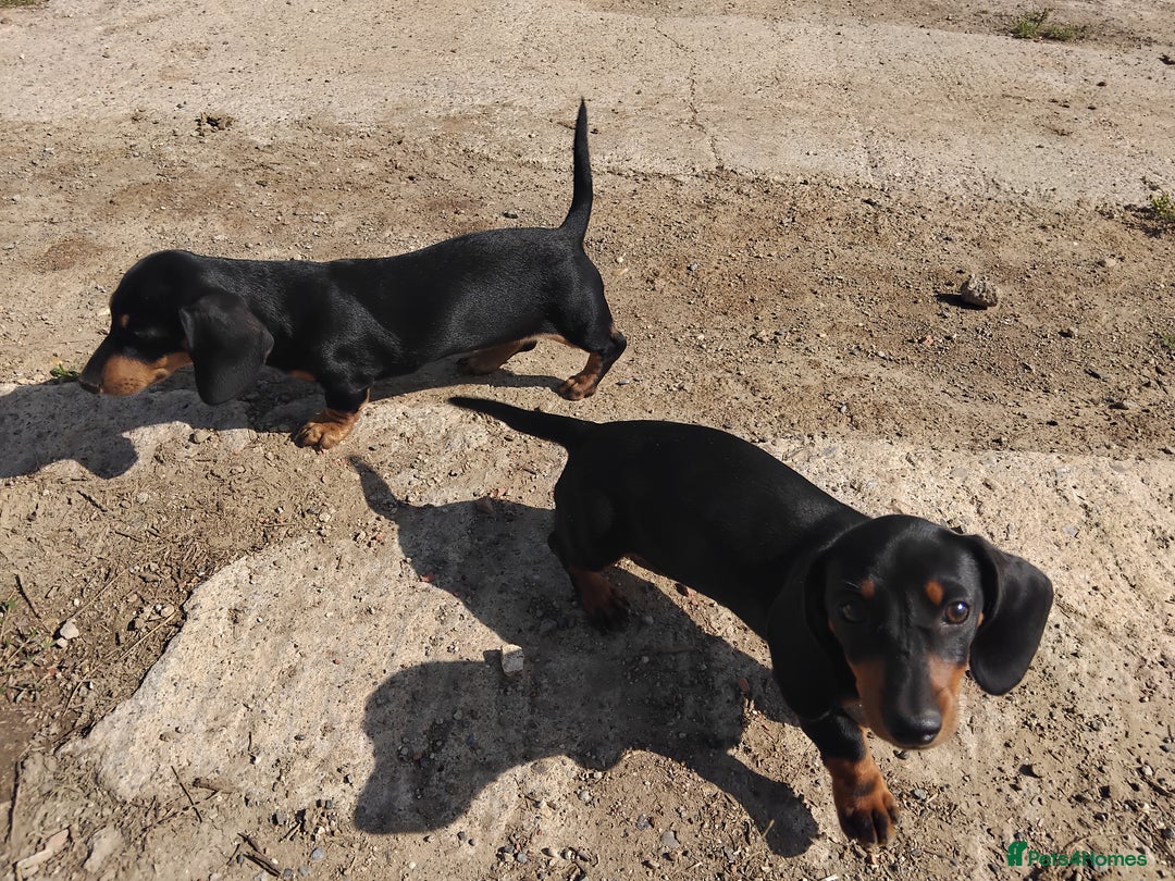Miniature Dachshund dogs for sale: Kc reg Miniature dachshunds - Image 8