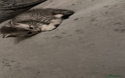 British Shorthair cats for sale: British short hair  - Image 19