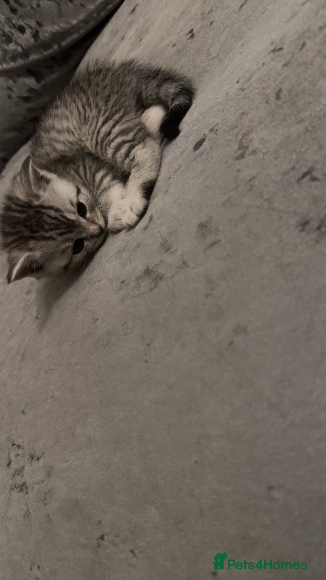 British Shorthair cats for sale: British short hair  - Image 19
