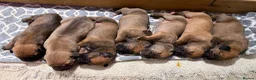 Boerboel dogs for sale: Stunning litter arrived- waitlist open - Advert 7