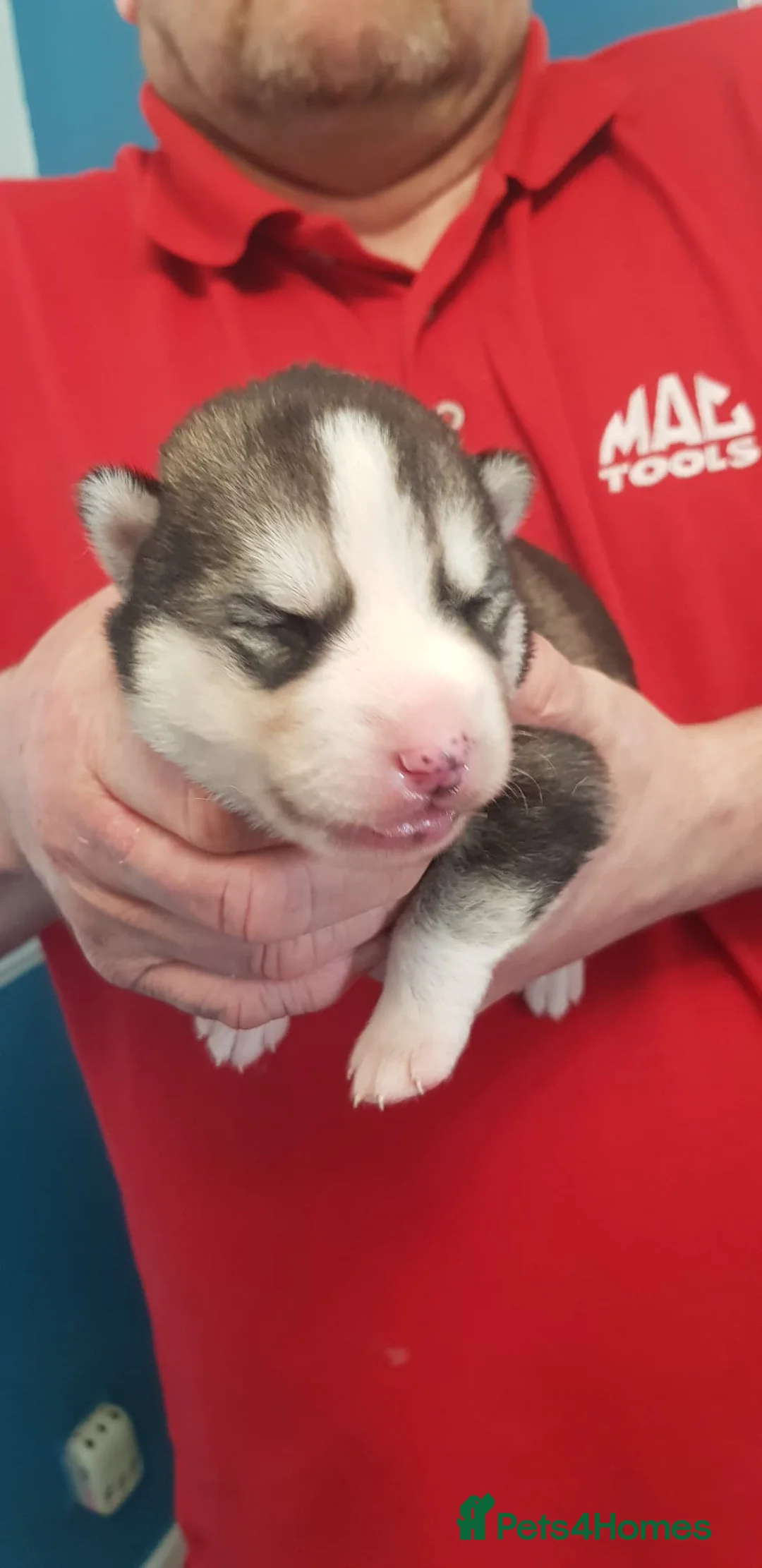 Siberian Husky dogs for stud: BLUE EYED HUSKY FOR STUD in Doncaster - Advert 26