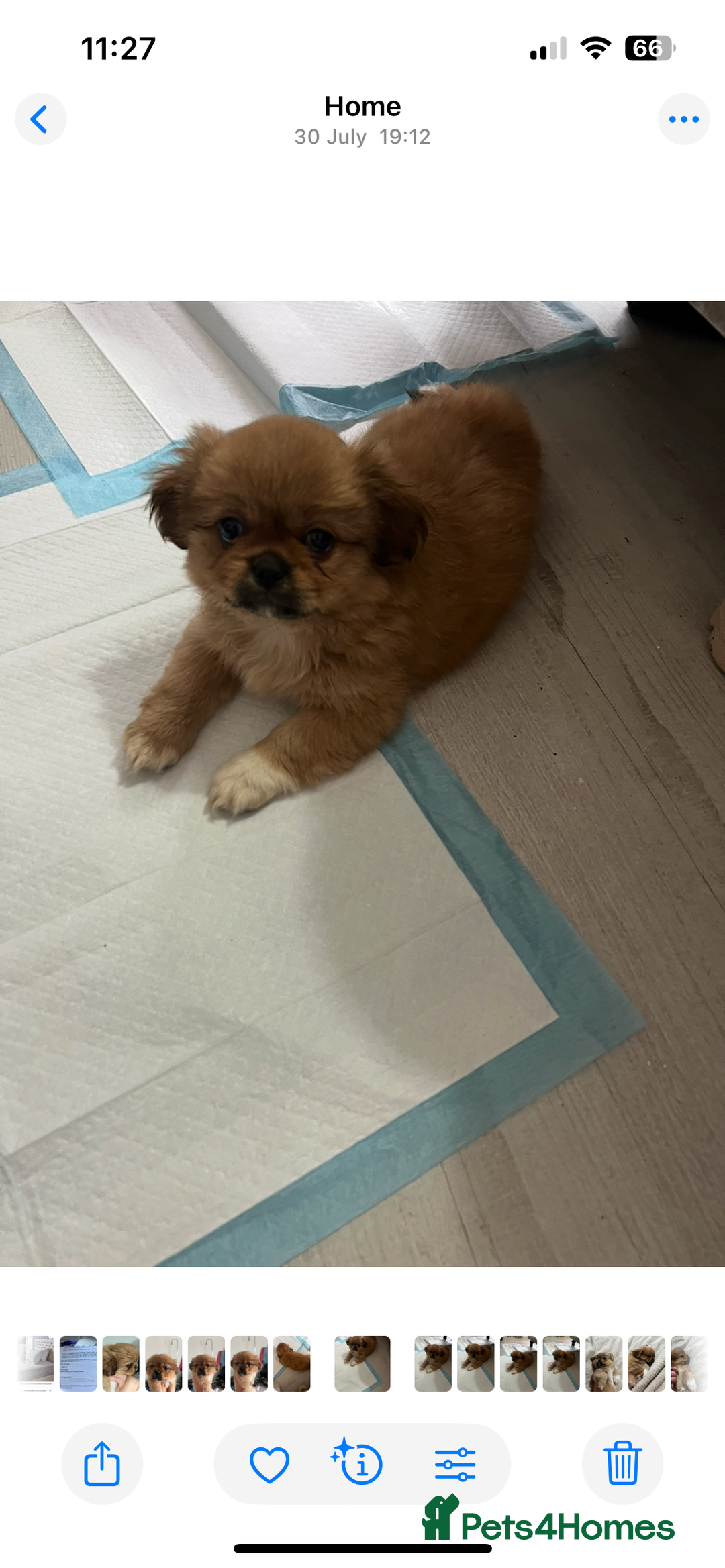 Shih Tzu dogs for sale: Female shitzu pup for sale  - Image 5