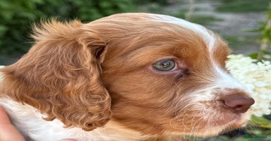 Cocker Spaniel dogs - Advert 6