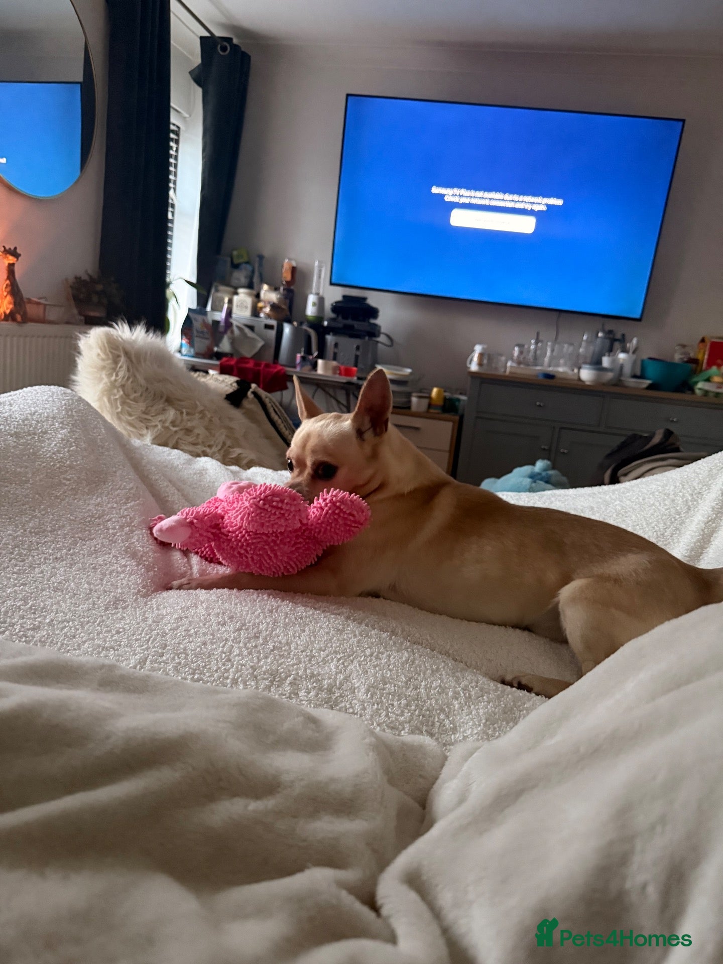 Chihuahua dogs 7 year old male chihuahua  - Advert 10