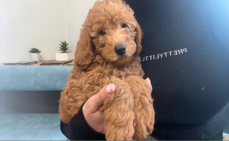 Labradoodle dogs - Advert 3
