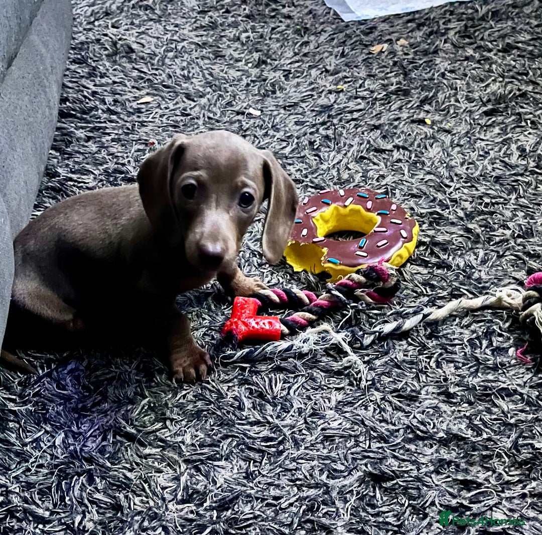 Dachshund dogs for sale: READY TO LEAVE -Beautiful Dachshund puppies - Advert 2