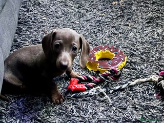 Dachshund dogs Last female-Beautiful Dachshund puppies - Advert 19