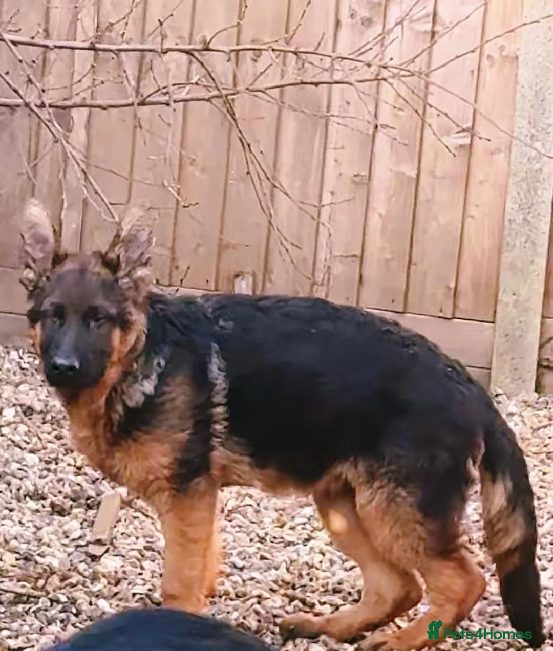 German Shepherd dogs for sale: German Shepherd Puppies for Sale — Only 3 Left! - Advert 11