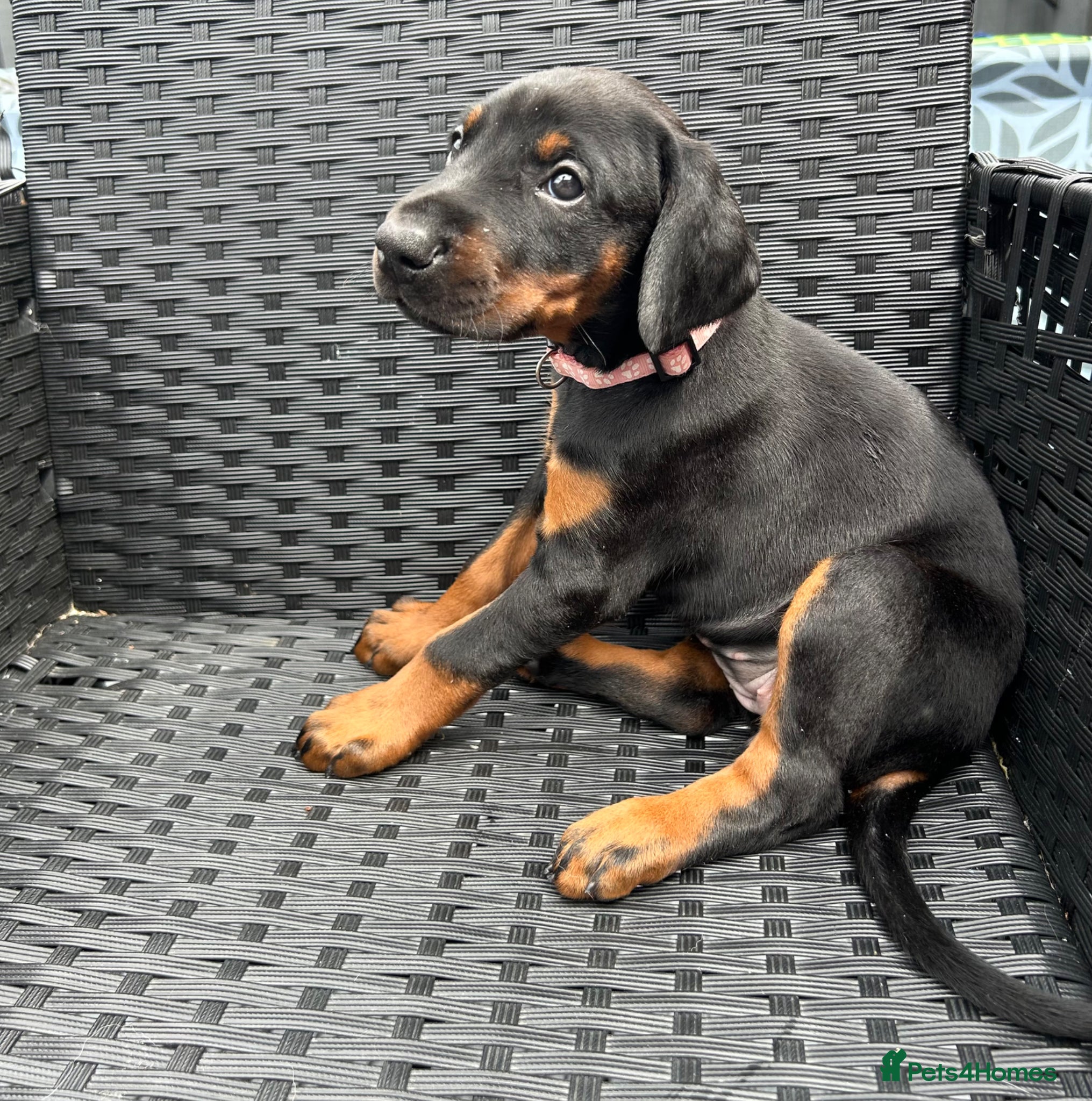Dobermann dogs ONE beautiful girl doberman for sale  - Advert 2