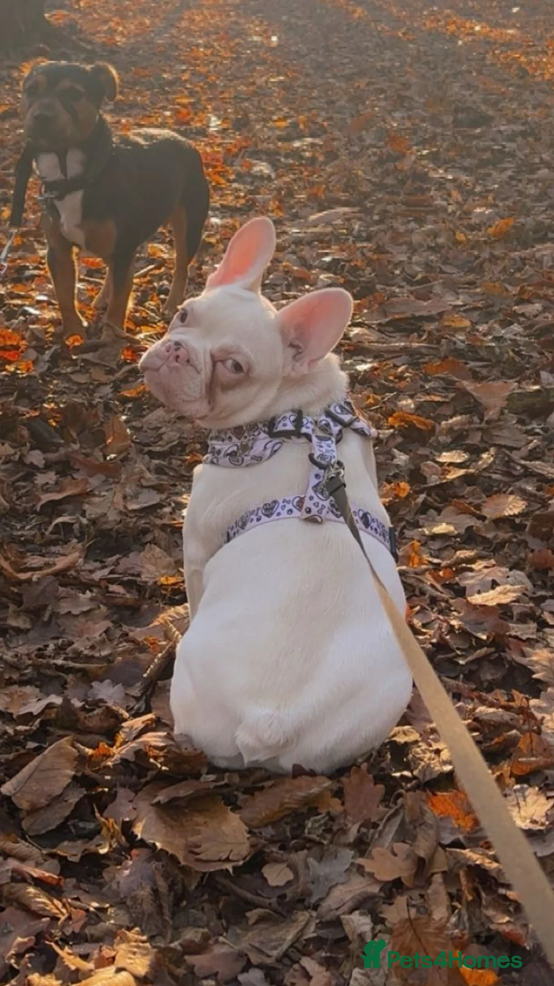 French Bulldog dogs for sale: Dolly female nearly 9 months - Advert 1