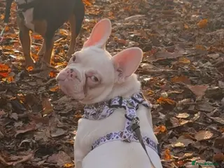 French Bulldog dogs Dolly female nearly 9 months - Advert 1